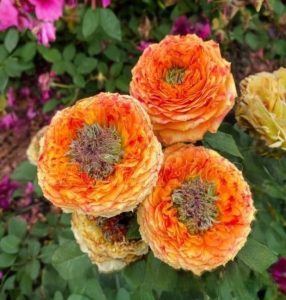 Роза Золотой Мираж купить по цене от 420р. в интернет-магазине «Посадика» с доставкой почтой в в Новосибирске и по всей России – [изображение №1].