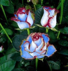 Роза Сафайер Пэтл купить по цене от 450р. в интернет-магазине «Посадика» с доставкой почтой в в Новосибирске и по всей России – [изображение №1].