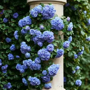 Роза плетистая Блю Перпл купить по цене от 540р. в интернет-магазине «Посадика» с доставкой почтой в в Новосибирске и по всей России – [изображение №1].